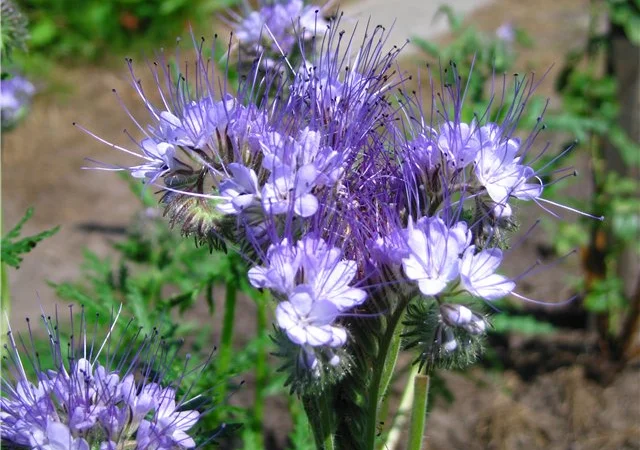 Продам семена СИНЯК, фацелия, донник, мелисса, эхинацея, котовник, козлятник и др медоносы - фото № 3