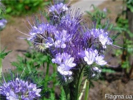 Продам СИНЯК, фацелию, донник, мелиссу, эхинацею, мордовник и другие медоносы - фото № 4