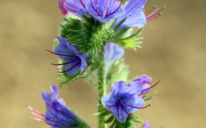 Продам насіння фацелії, буркуна, синяк і інші медоноси. Урожай 2024 року - фото № 1