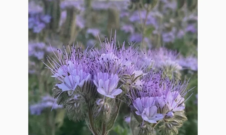 Продам насіння фацелії, буркуна, синяк і інші медоноси. Урожай 2024 року - фото № 2