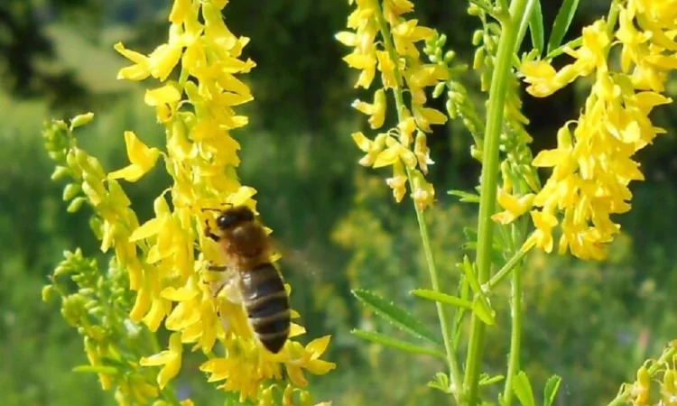 Продам насіння фацелії, буркуна, синяк і інші медоноси. Урожай 2024 року - фото № 3
