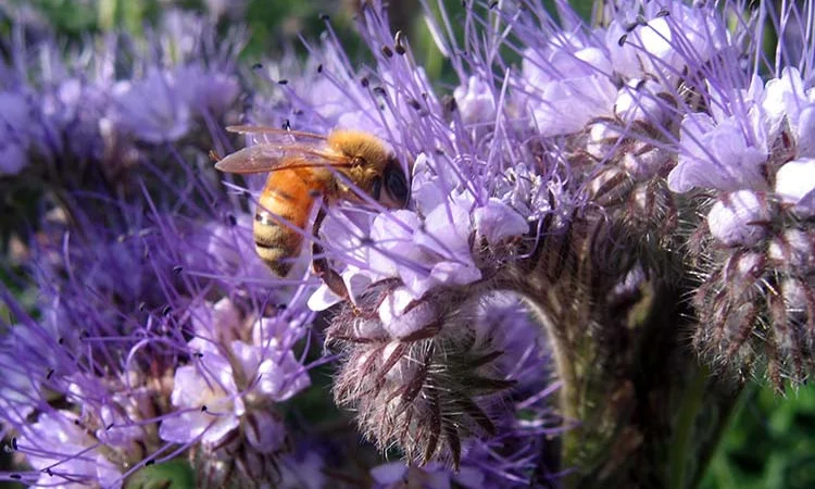Продаем СИНЯК, ФАЦЕЛИЮ, донник и другие медоносы - фото № 1