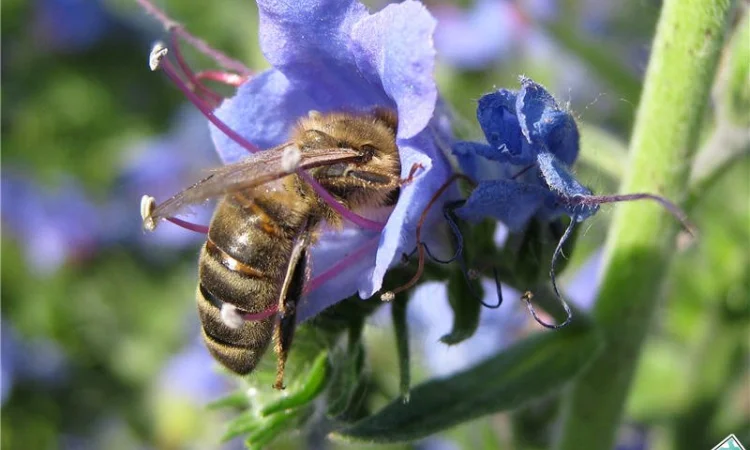 Продам Синяк, Фацелию, Донник и другие медоносы - фото № 4
