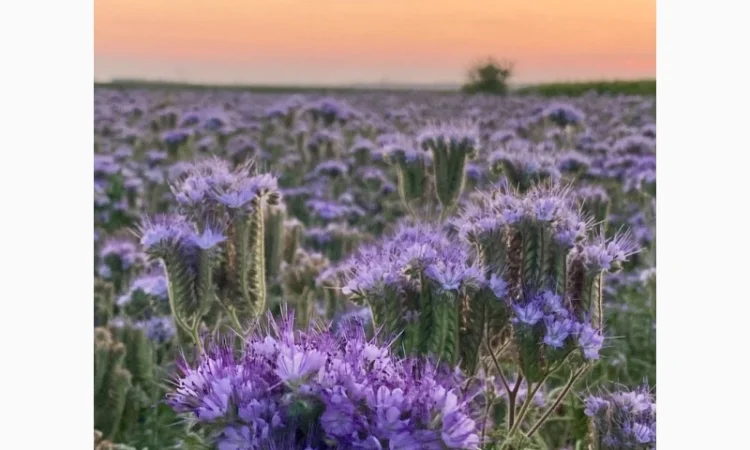 Продам семена фацелии, донник, синяк цена договорная - фото № 1