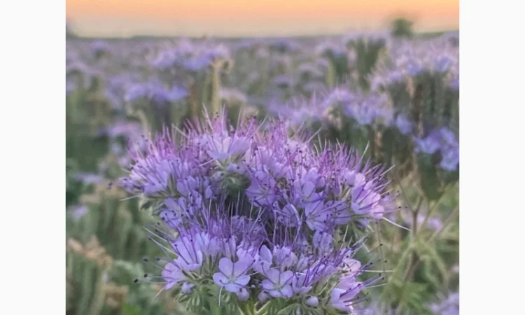 Продам семена фацелии, донник, синяк цена договорная - фото № 2