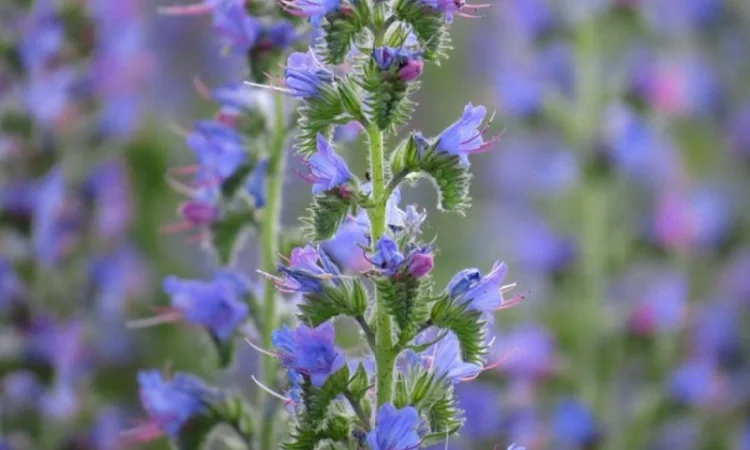 Продам семена медоносов фацелия, донник, синяк - фото № 1