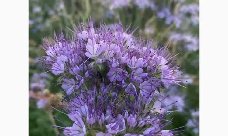 Продам семена медоносов фацелия, донник, синяк - фото № 2