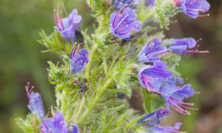 Продам Синяк 150 грн Фацелию, Донник - фото № 1