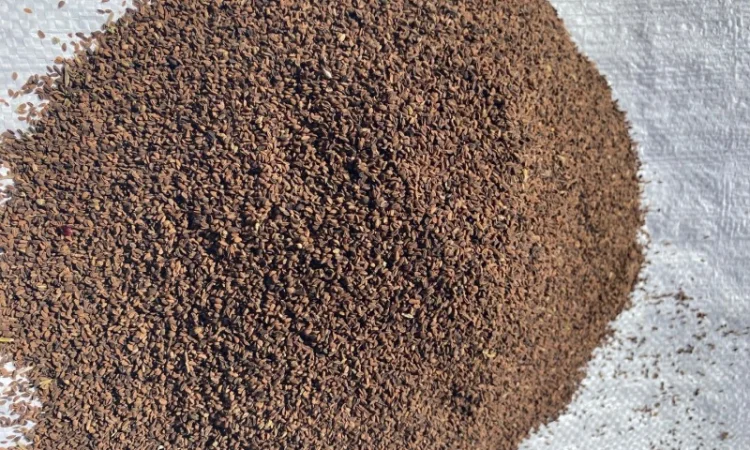 Продам фацелия семена сидерат медонос - фото № 1