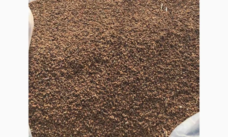 Продам фацелия семена сидерат медонос - фото № 2