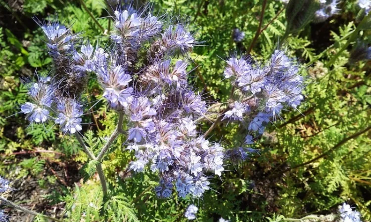 Фацелия семена - фото № 1