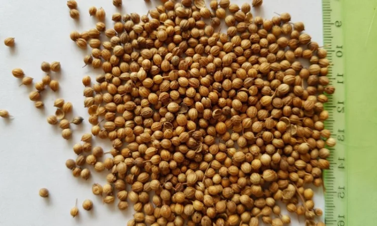 Кориандр на посев, семена кориандра - фото № 1