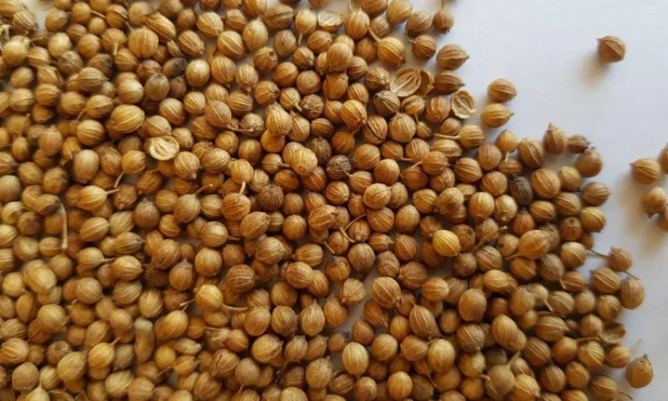 Кориандр на посев, семена кориандра - фото № 2