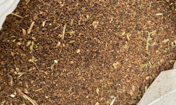 Куплю семена Фацелии по Украине очень дорого - фото № 1