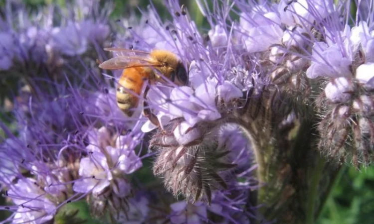 Медонос Насіння Фацелія - фото № 1