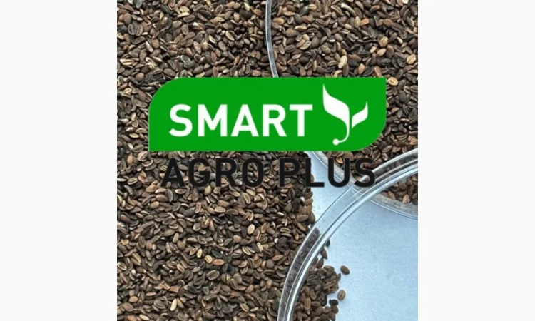 Медонос Насіння Фацелія - фото № 2