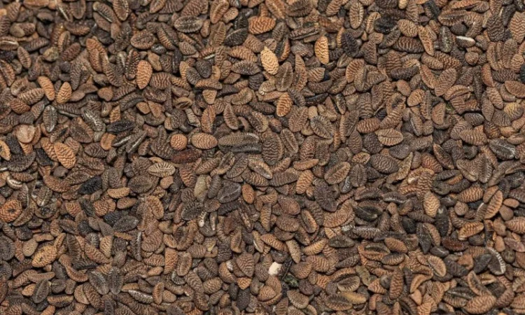 Насіння фацелії семена фацелии - фото № 1