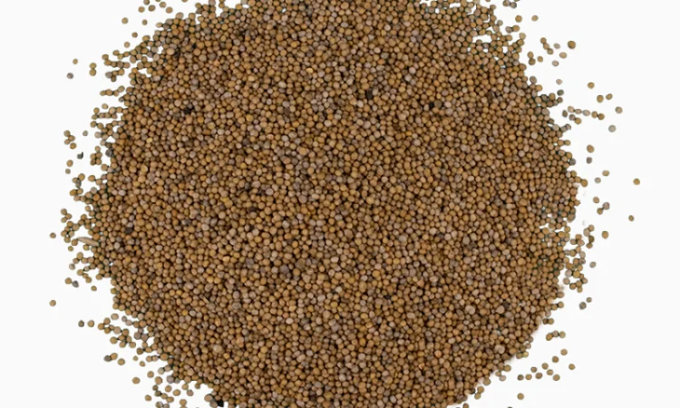 Гірчиця біла від 1 кг - фото № 3