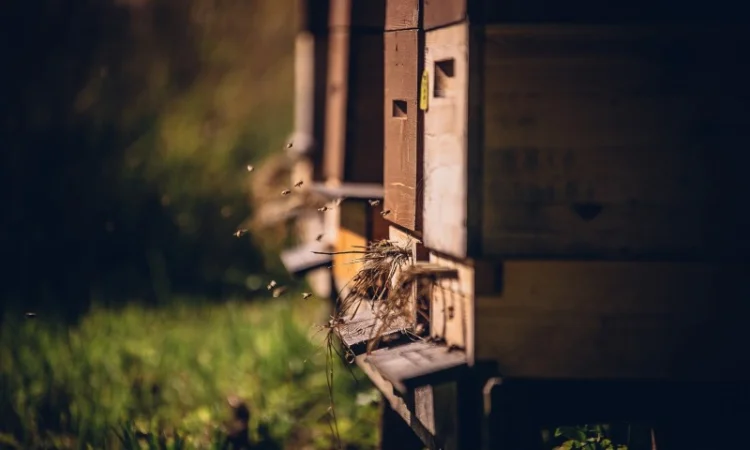 Суміш медоносів багаторічна - фото № 1