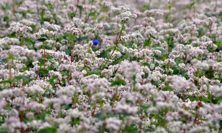 Гречка 1 кг купити медонос - фото № 1