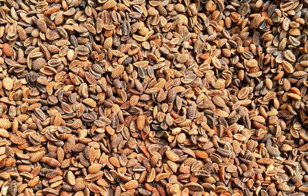 Закупаем Фацелию - фото № 1