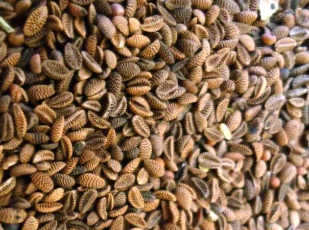 Фацелию - фото № 1