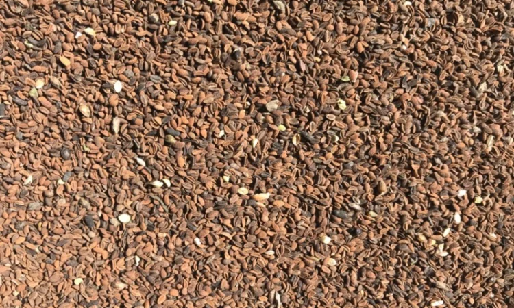 Продам Фацелию - фото № 1