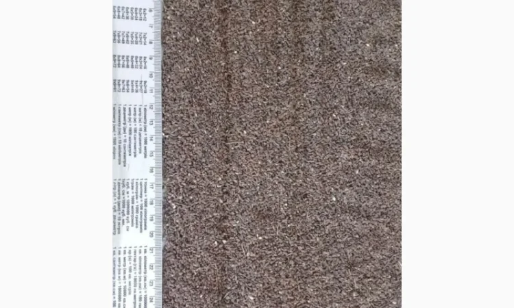 Продаємо насіння фацелії - фото № 1