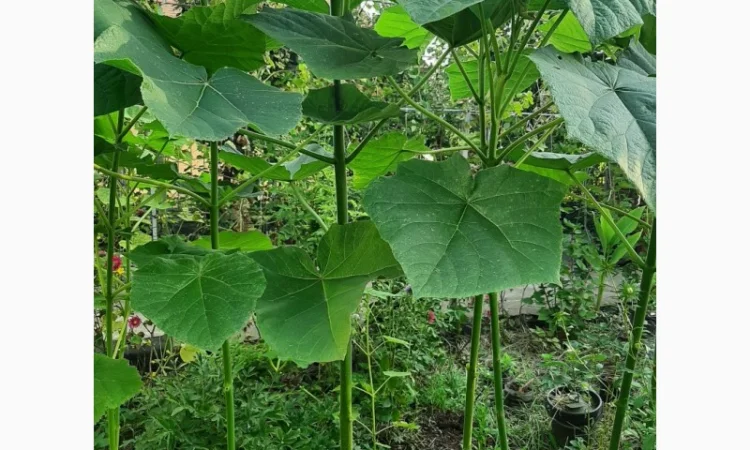 Саженцы Павловнии войлочной (Адамово дерево) - фото № 1