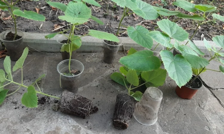 Саженцы Павловнии войлочной (Адамово дерево) - фото № 2