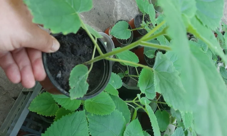 Саженцы Павловнии войлочной (Адамово дерево) - фото № 3