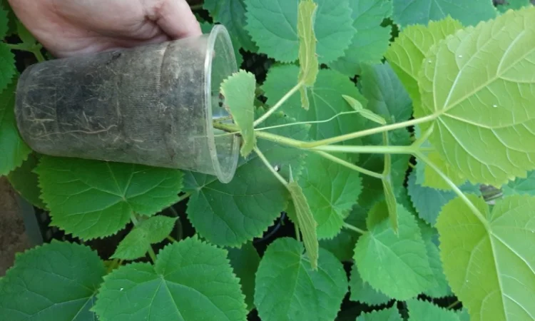 Саженцы Павловнии войлочной (Адамово дерево) - фото № 4