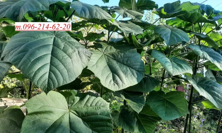 Саженцы Павловнии войлочной - фото № 1