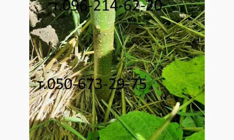 Саженцы Павловнии войлочной - фото № 2