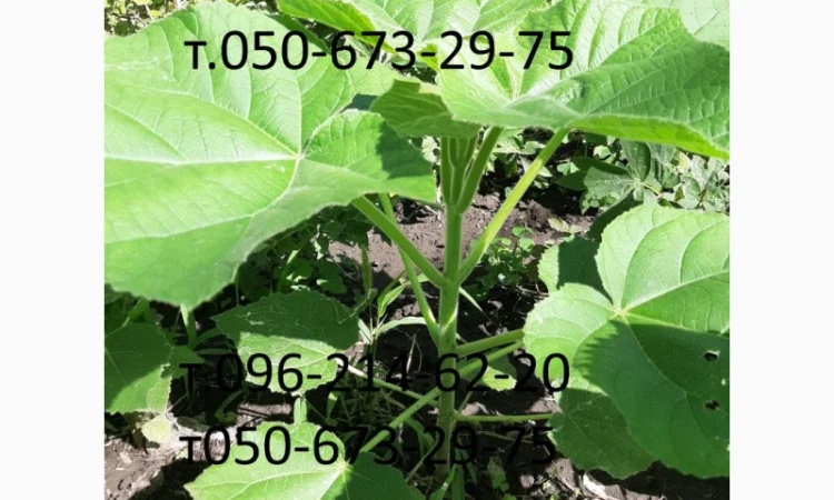 Саженцы Павловнии войлочной - фото № 3