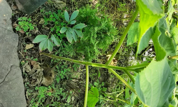 Саженцы Павловнии войлочной - фото № 4