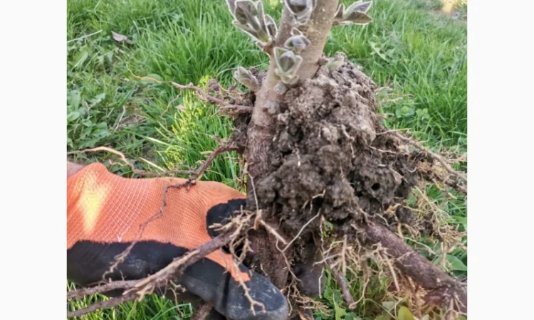 Продам корені Павловнії - фото № 1