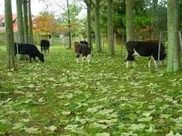 Павловнія. Павловния. Зробимо планету зеленішою - фото № 4