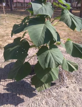 Павловнія. Павловния. Зробимо планету зеленішою - фото № 5