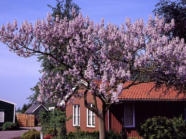 Павловния или адамово дерево - фото № 2