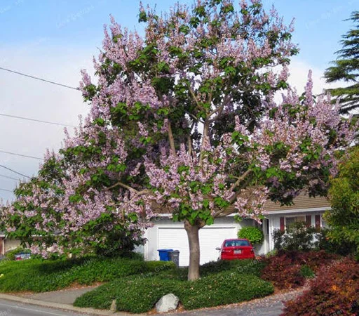 Павловния или адамово дерево - фото № 3
