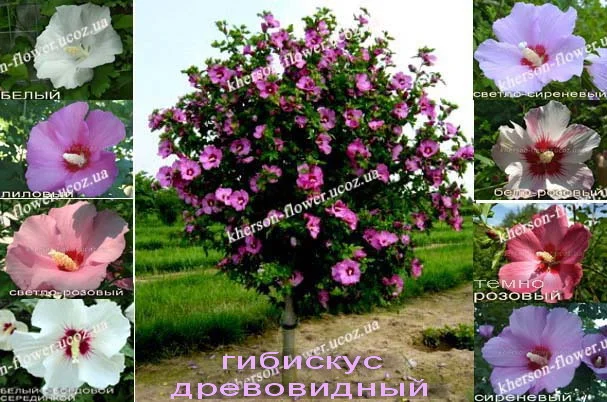 Павловния или адамово дерево - фото № 5