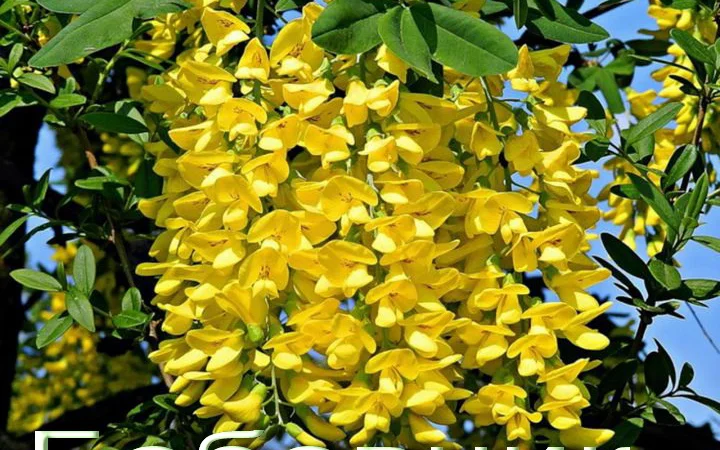 Павловния или адамово дерево - фото № 7