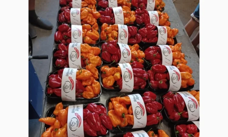 Пакувальна машина - фото № 3