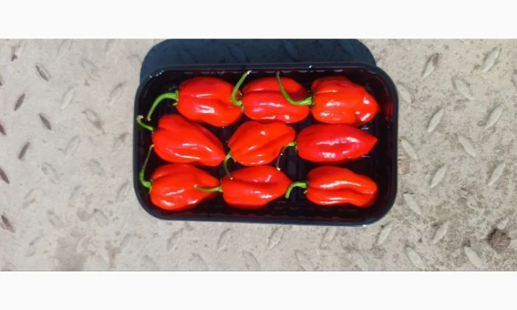 Пакувальна машина - фото № 5