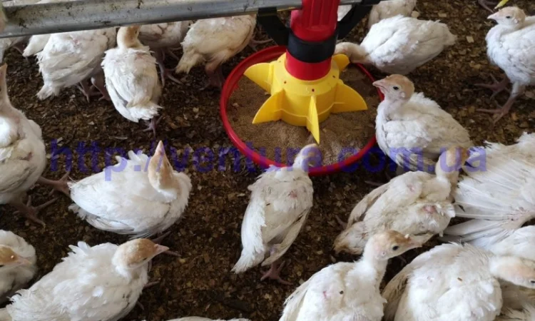 Годівниця(кормушка) Codaf - фото № 1