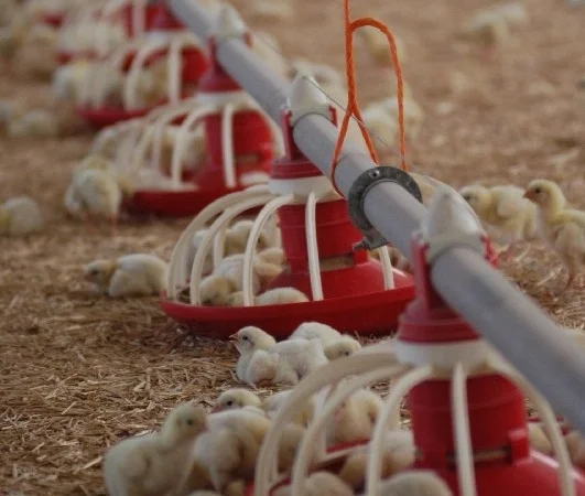 Продам оборудование для напольного выращивания бройлеров - фото № 2