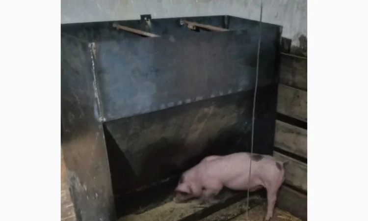 Кормушка бункер для свиней - фото № 1