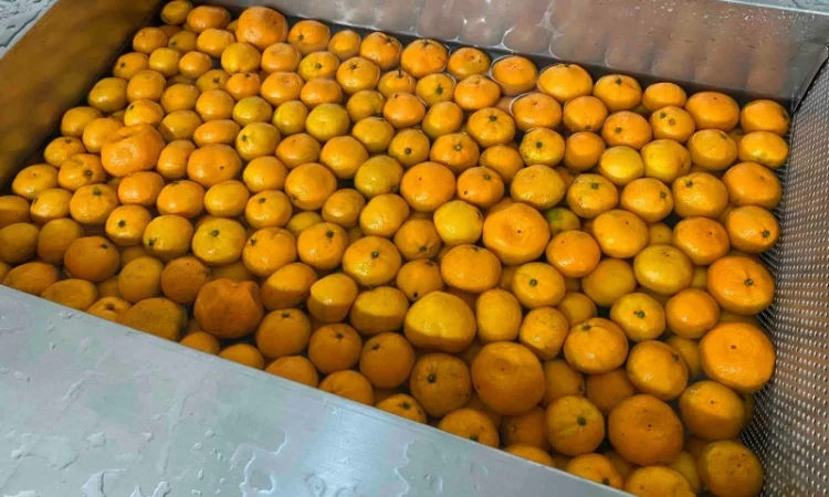 Соковижималка для цитрусових STvega CJ H1600 - фото № 4