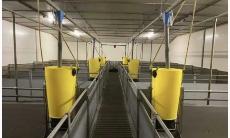 Перегородки для відгодівлі з годівницями гроба - фото № 1